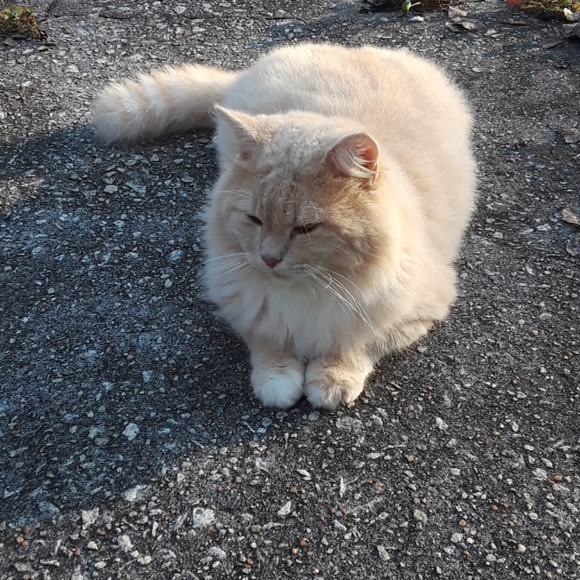 iPhone 8 Plus π Case - Picture 6 of 7